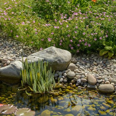 The best place for a rain garden - 5 things you need to consider if you never want to water your garden again