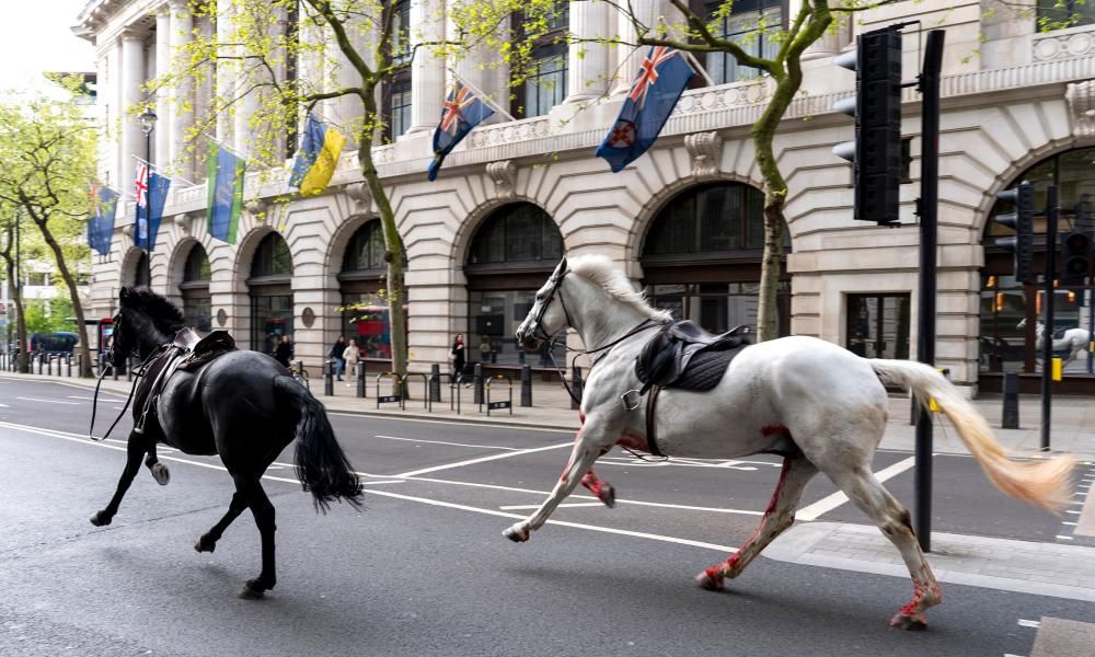 Stress may be to blame for military horses bolting…