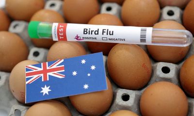 Egg shortage: why the avian influenza outbreak has left shoppers and farmers shell-shocked