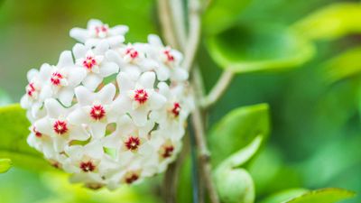 Why isn't my hoya flowering? Pro tips to encourage beautiful blooms
