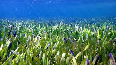 Shark Bay: Home to Earth's largest plant — an immortal, self-cloning seagrass meadow stretching 112 miles