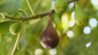 How to get a fig tree to fruit – 3 expert tips for an abundant harvest of sweet fruit