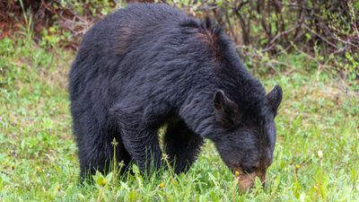 Smoky Mountains tourists caught on camera feeding bears from lodge balcony