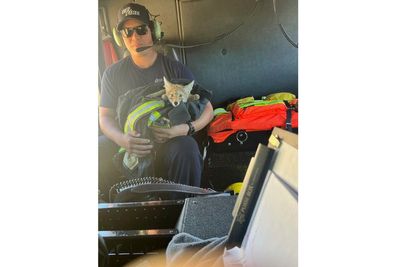 California firefighters rescue dehydrated coyote pup without a mom