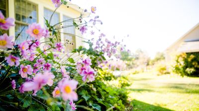 Ingenious ways to keep pests out of your yard — 7 secrets to an ick-free outdoor space