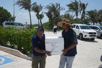 More than 10,000 sea turtle eggs were rescued from Mexico’s beach ahead of Hurricane Beryl