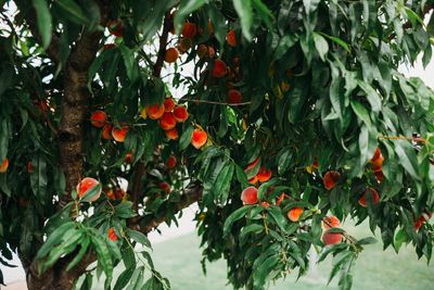 How to Grow a Peach Tree in Your Backyard — And Tips for a Healthy Harvest Each Year