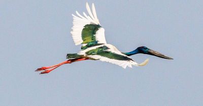 Plan to help save endangered bird, and its mate, at Hexham swamp