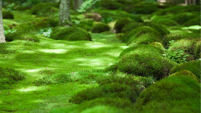 How to landscape with moss in your yard – 5 unique ways to grow this versatile plant outdoors
