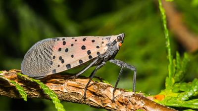 What plants attract spotted lanternflies? Avoid these 5 for a pest-free yard