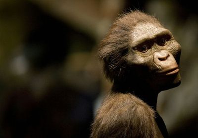 The 3.2 Million-Year-Old Lucy Fossil Reveals A Forgotten Truth About Humans