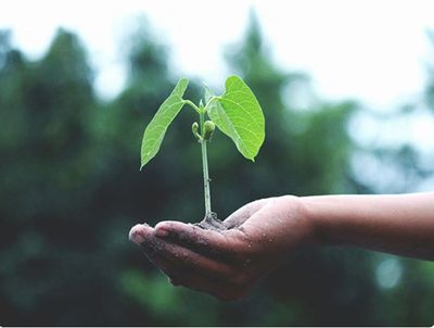 BSF conducts "Grow with the Trees" plantation drive in Srinagar