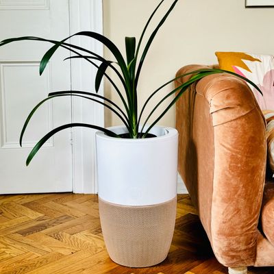 I tested the Dupray Bloom Air Purifier that doubles up as a planter or accent table - it's as pretty as it is effective