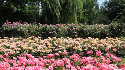 How to grow ground cover roses – expert advice for abundant low-growing flowers