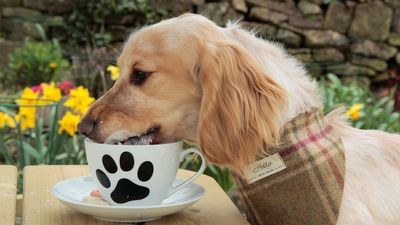 Are puppuccinos safe for dogs? We asked a vet to confirm