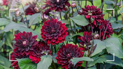 Should you deadhead dahlias? Gardening experts weigh in