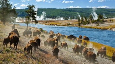 More people have been caught being stupid around bison at Yellowstone