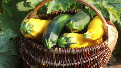 When to harvest zucchini — 3 things I've learned as a home gardener