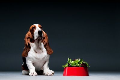 Should You Feed Your Dog Vegetables? An Animal Nutritionist Reveals the Ultimate Pet Food Hack