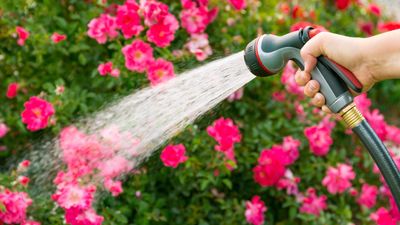 Why does my garden hose smell like rotten eggs? How to fix an odorous gardening issue