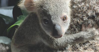 'Beacon of hope': koala hospital welcomes birth of first joey