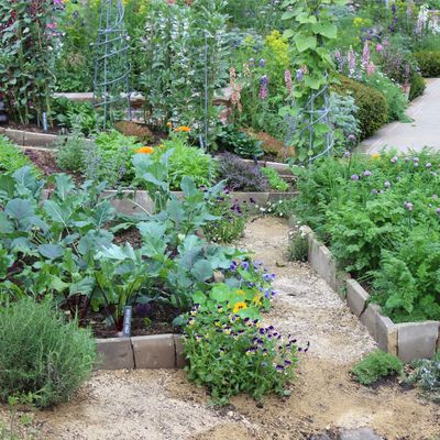 10 superfoods you can grow easily at home - boost the health benefits of your vegetable patch