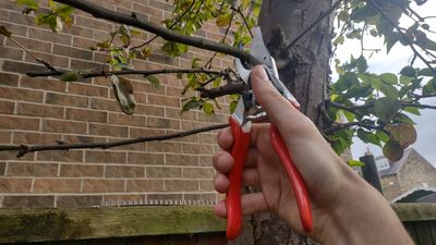 How to choose pruning shears—experts explain