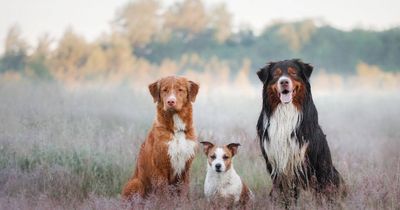 Man's best friend's best films: The Top Dog Film Festival comes to Canberra