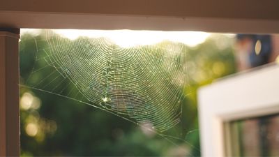 How to stop spiders getting in the house — pros reveal the best ways to keep these creepy crawlies firmly out