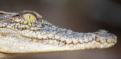 The latest crocodile attack is tragic – but the Northern Territory doesn’t have a croc problem