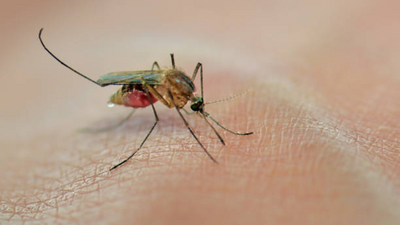Zika virus alert: Preventive tips to stay safe