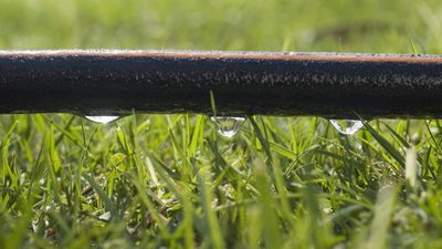 What is a soaker hose? Discover how these hoses offer an easy and efficient way to hydrate plants