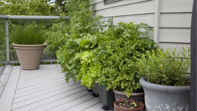 How to garden on an east-facing balcony – 3 recommendations from gardening experts