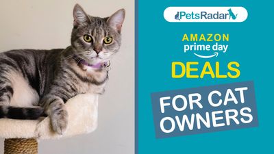 Amazon Prime Day cat deals: 5 of the best early discounts we’ve seen (updated)