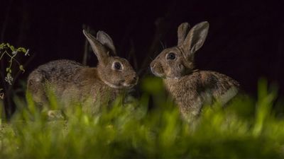 Are rabbits nocturnal? Vet nurse explains what your bunny gets up to at night