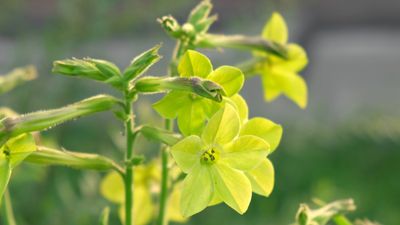 How to grow and care for nicotiana – 3 expert tips for healthy plants and long-lasting flowers