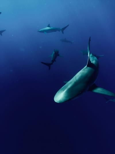 New Species Of Bristle Shark Discovered Off New Zealand Coast