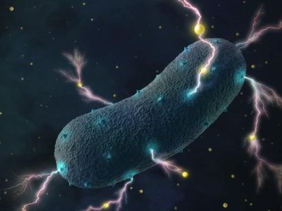 Study links autism in children with altered gut bacteria