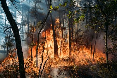 New Jersey forest fire that was sparked by fireworks is 75% contained