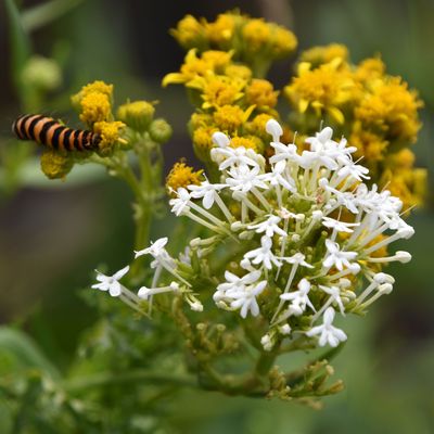 Should you get rid of ragwort? This is what the experts - and the government - have to say about this injurious weed
