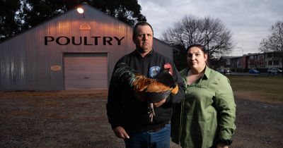 How the ACT's avian flu outbreak is impacting Canberra chook owners