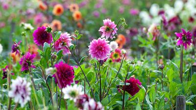 They're among the most difficult perennials to grow – but we have the expert tips you need for success