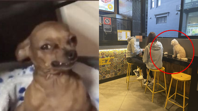 Redditors Slam Sydney Couple After Sitting Their Dog Ontop Of A Table At Guzman Y Gomez