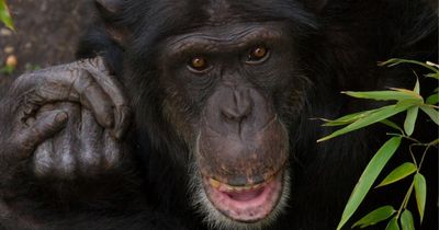 Chimpanzee dies at Edinburgh Zoo after being attacked by troop