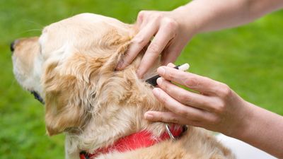 How to remove a tick from your pet (a step-by-step guide from a vet)