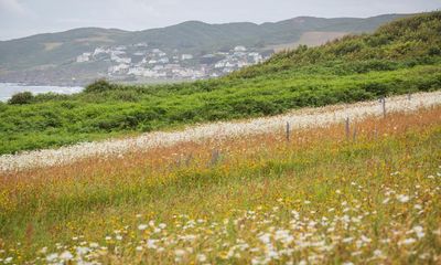 National Trust’s wildflower meadow project flourishes on north Devon coast