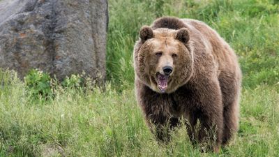 "I just remember the claws digging into my back" – runner recovering after hair clip saves her during grizzly bear attack