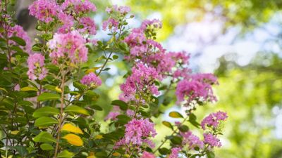 Is it necessary to fertilize crepe myrtle? Experts reveal how best to care for this colorful shrub