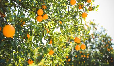 5 Fruits You Can Actually Plant in July in Your Yard — Ideas to Grow Now for New Season Crops