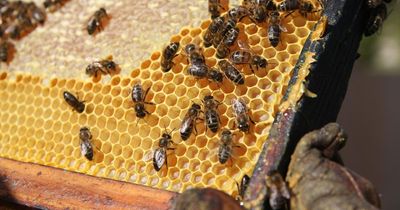 Teenagers charged after vandalism at Scottish farm kills over 4000 bees